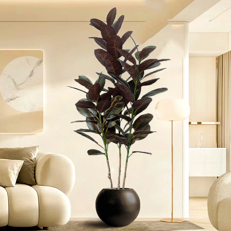 13-70in Duże drzewo figowe Szt – Rubber Plant Ficus recenzja i cena